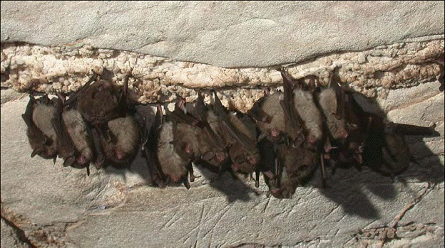 Indiana bats