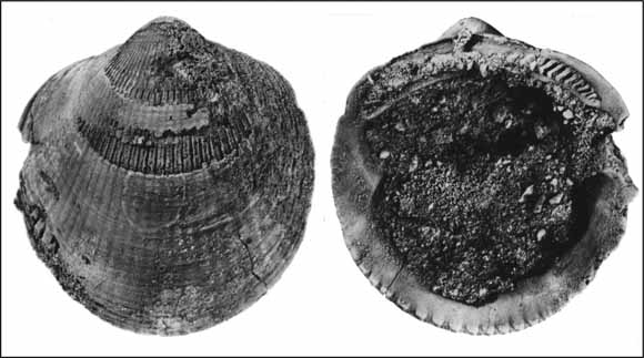 photo of shell fossil