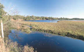 Picture of a marsh on Cumbeland Island.