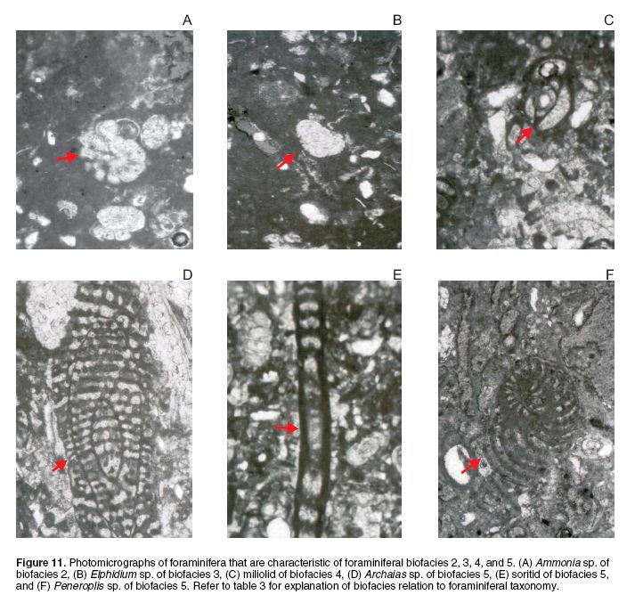 Figure 11--6 photos a. ammonia, b. elphidum c. milolid d. archalas, e soritid f Peneroplis