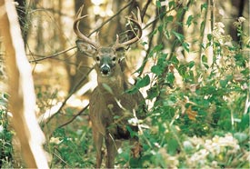 Photograph of a deer in the woods