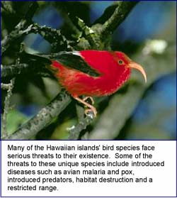 Photograph of one of the many Hawaiian islands' bird species facing serious threats to their existence. Some of the threats to these unique species include introduced diseases such as avian malaria and pox, introduced predators, habitat destruction and a restricted range.