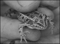 Eye deformities in frogs