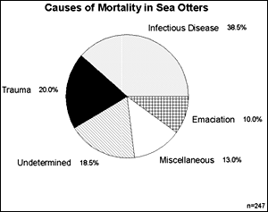 Causes of mortality in sea otters
