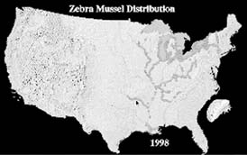 Zebra mussel distribution