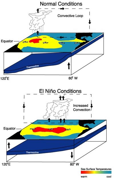 Diagrams showing sea-surface temperatures and the position of the thermocline in the equatorial Pacific during normal conditions and during El Nino conditions