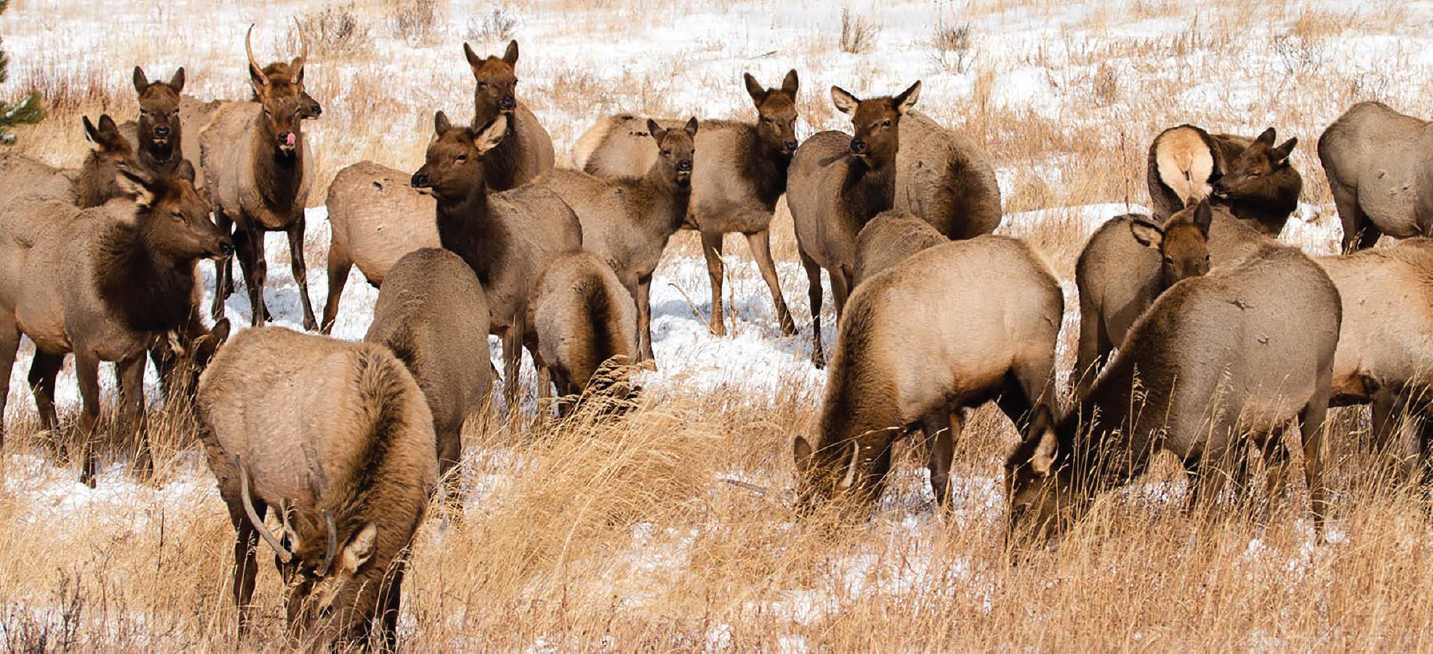 Figure 1. Twenty one elk grazing in a partially snow-covered field.