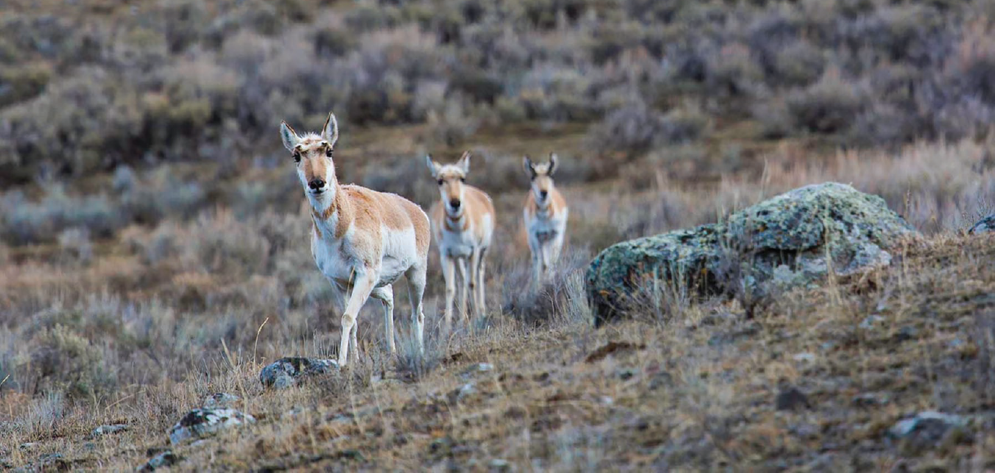 Figure 2. Three pronghorn facing uphill to the photograph’s forefield on a grassy
                     slope.