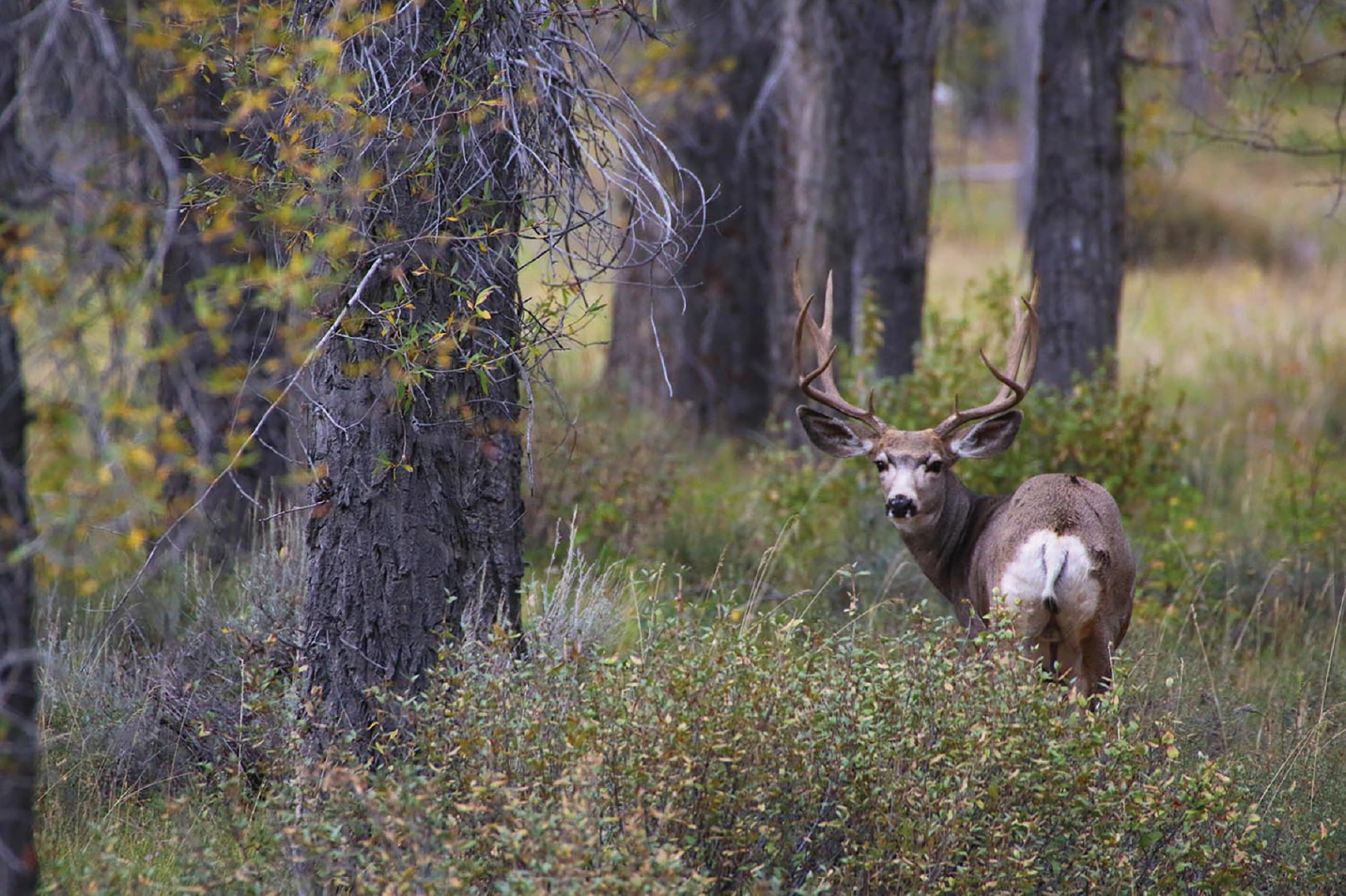 Figure 3. Mule deer looking back to the photograph’s forefield amidst trees and brush.