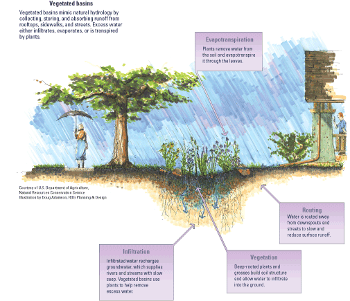 Hand-drawn illustration showing vegetation during rainfall with labels explaining
                        how the rainfall interacts.