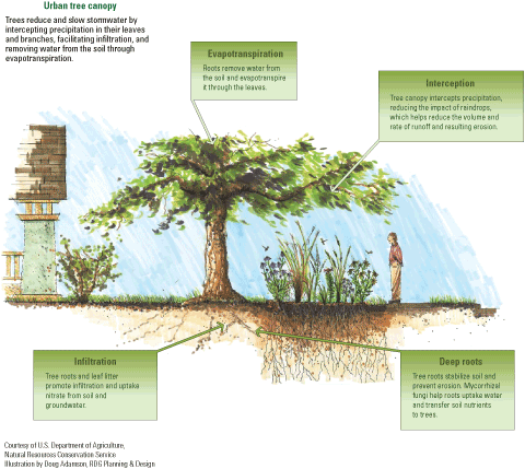 Illustration of the tree canopy of vegetation with labels showing how it interacts
                        with the environment.
