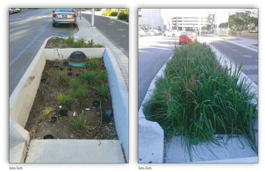 Two photographs of bioswales along streets.