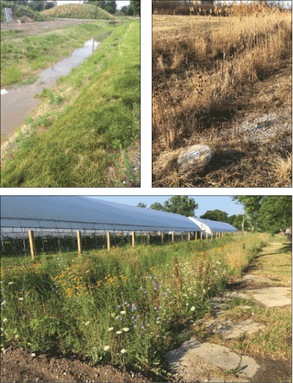 Three photographs showing vegetation.