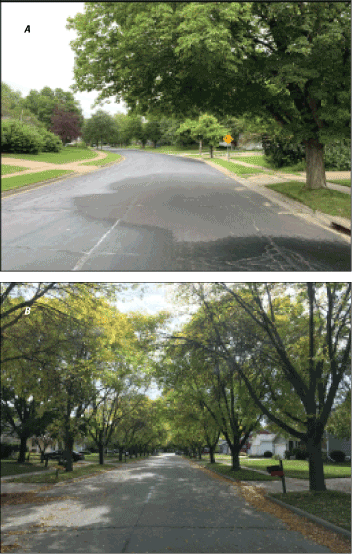 Two photographs of a street surrounded by trees.
