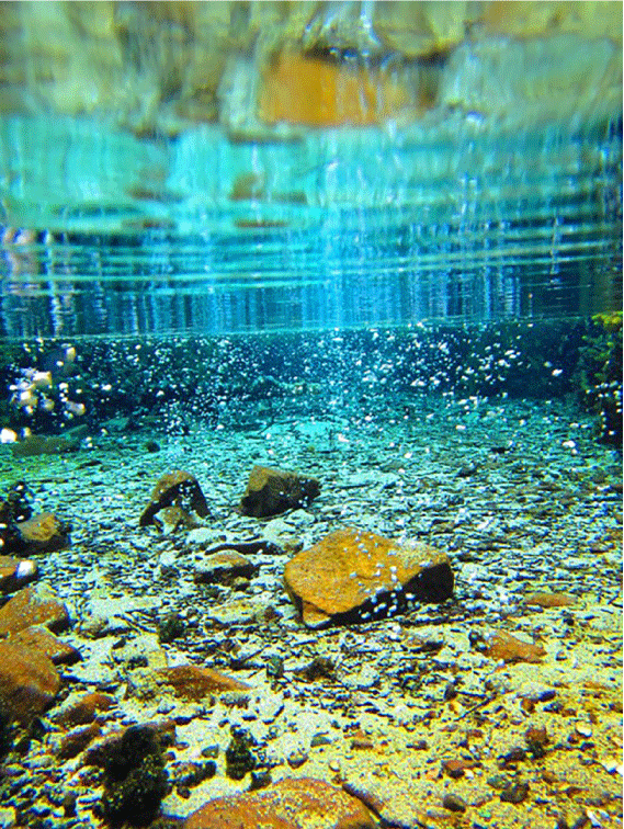 Figure 6. Photograph showing a spring discharging from the Arbuckle-Simpson aquifer.
                        The bubbles are indicative of denitrification. Photograph by C. Becker, U.S. Geological
                        Survey, March 2019.