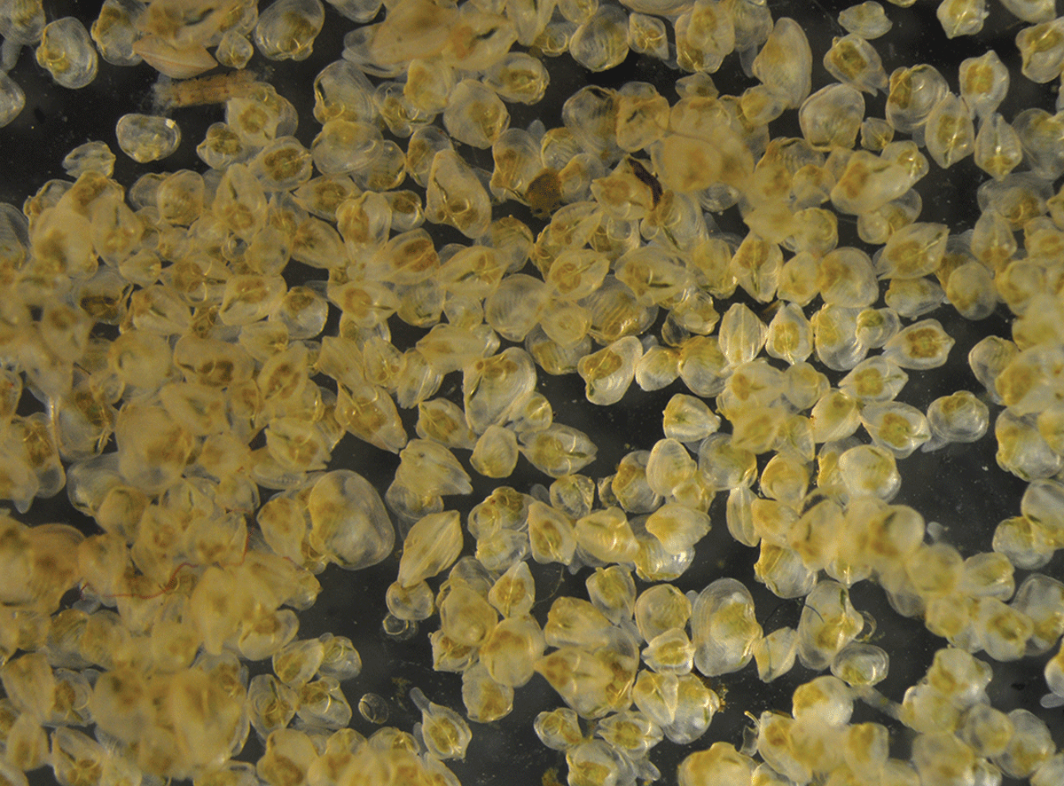 Dozens of yellowish one-month-old juvenile mussels that appear translucent to transparent.