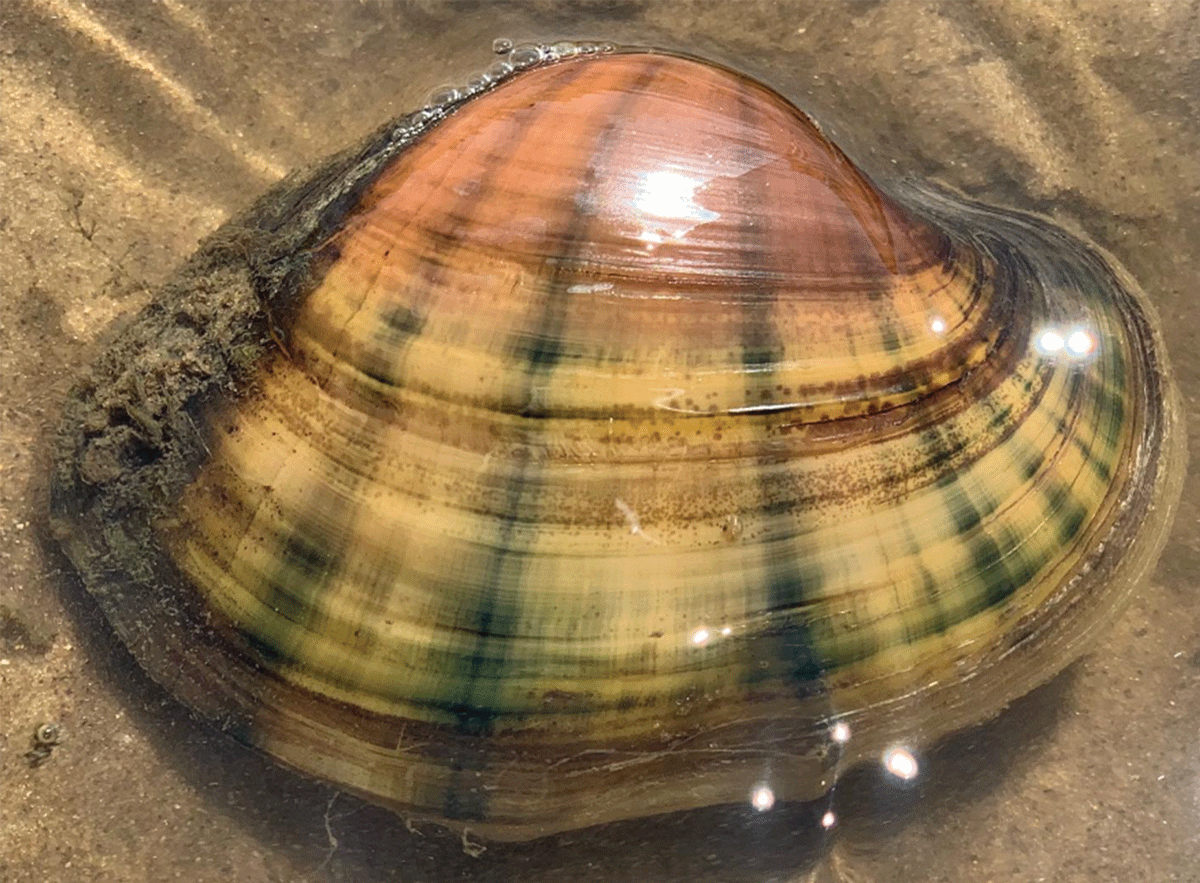 A Lampsilis cardium mussel partially submerged in water lies in sand in the Upper
                     Mississippi River.