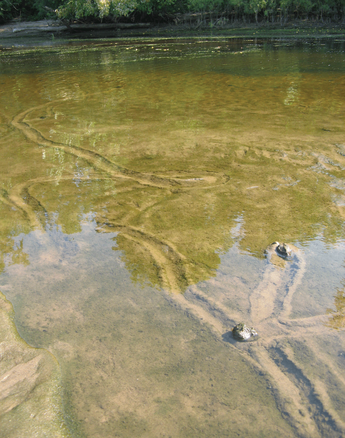 Several mussels leaving tracks in shallow water on a riverbed.