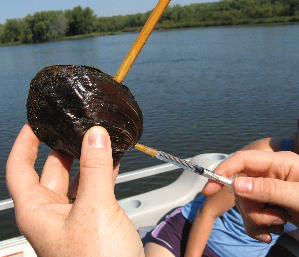 Scientist on a boat holding a hemolymph and assessing its relative health.
