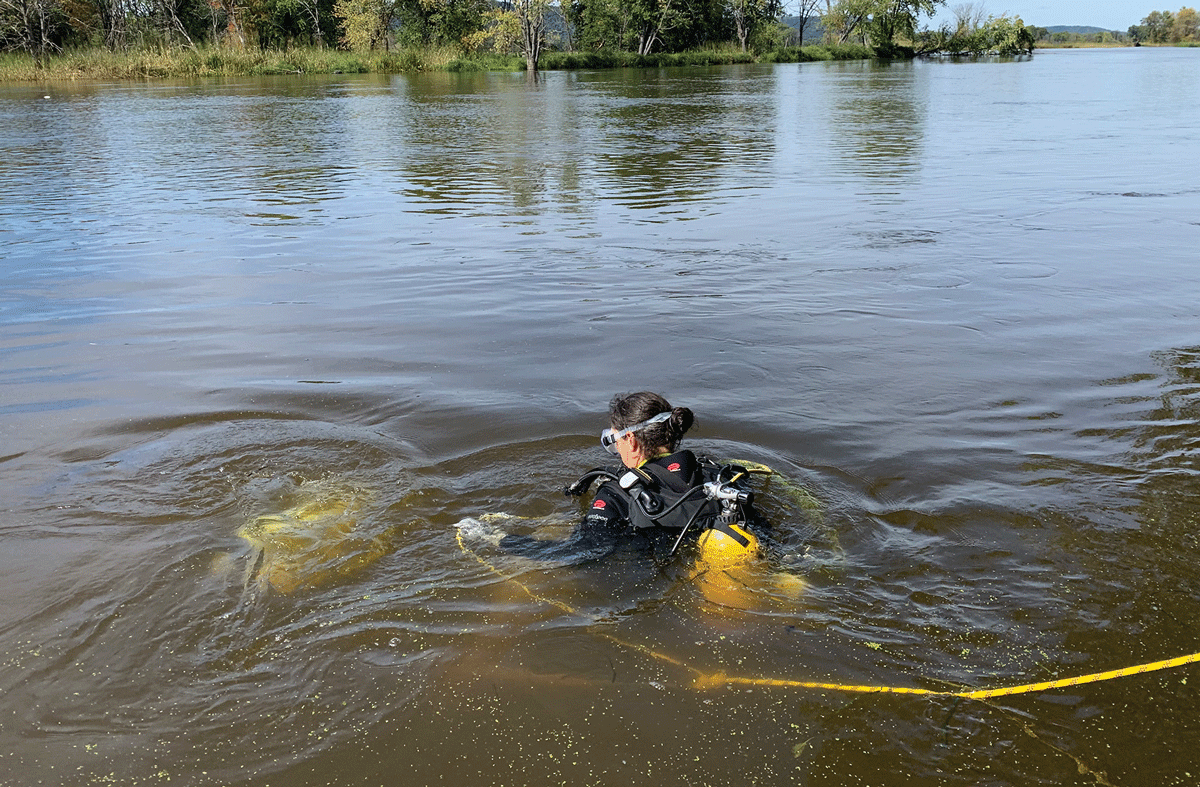 Scuba diver partially submerged in a river looking for Lampsilis cardium mussels to
                        use in laboratory toxicity tests.