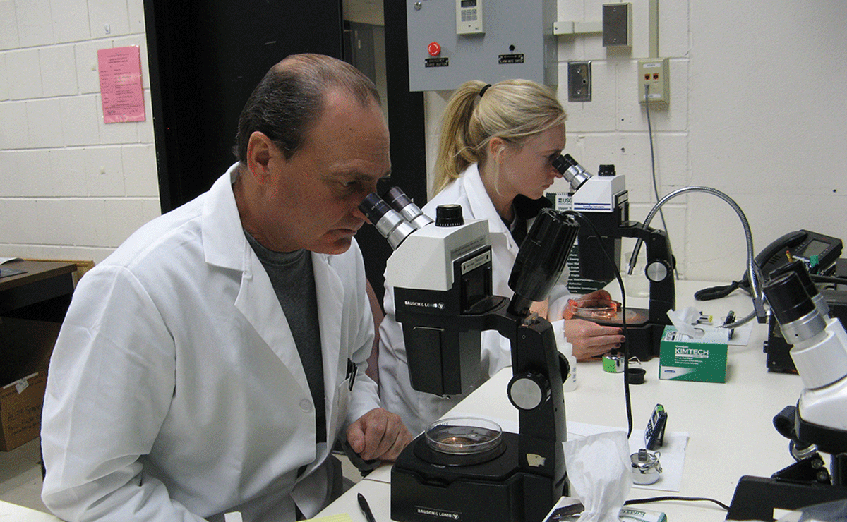 Two scientists in a laboratory using microscopes to count microscopic glochidia before
                     beginning a laboratory toxicity test.