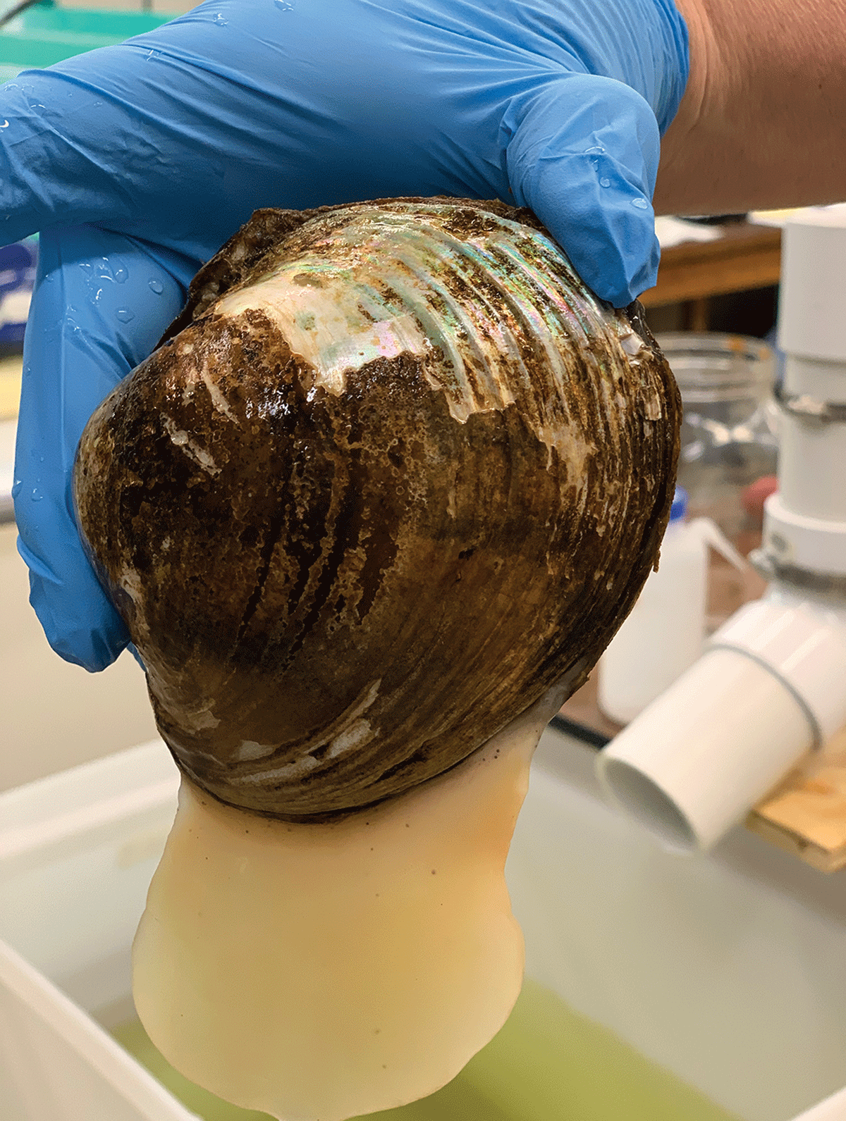 Scientists in a laboratory holding a Lampsilis cardium mussel that shows evidence
                        of narcosis.