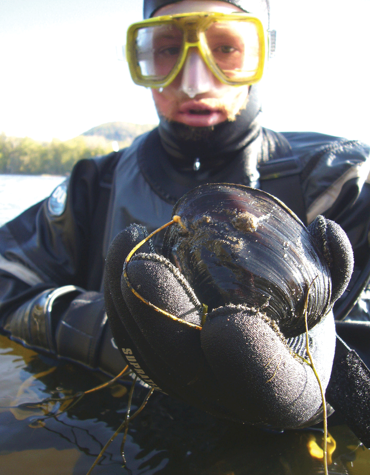 A scuba diver partially submerged in approximately 4-feet-deep water holds an Amblema
                        plicata mussel in the Upper Mississippi River.