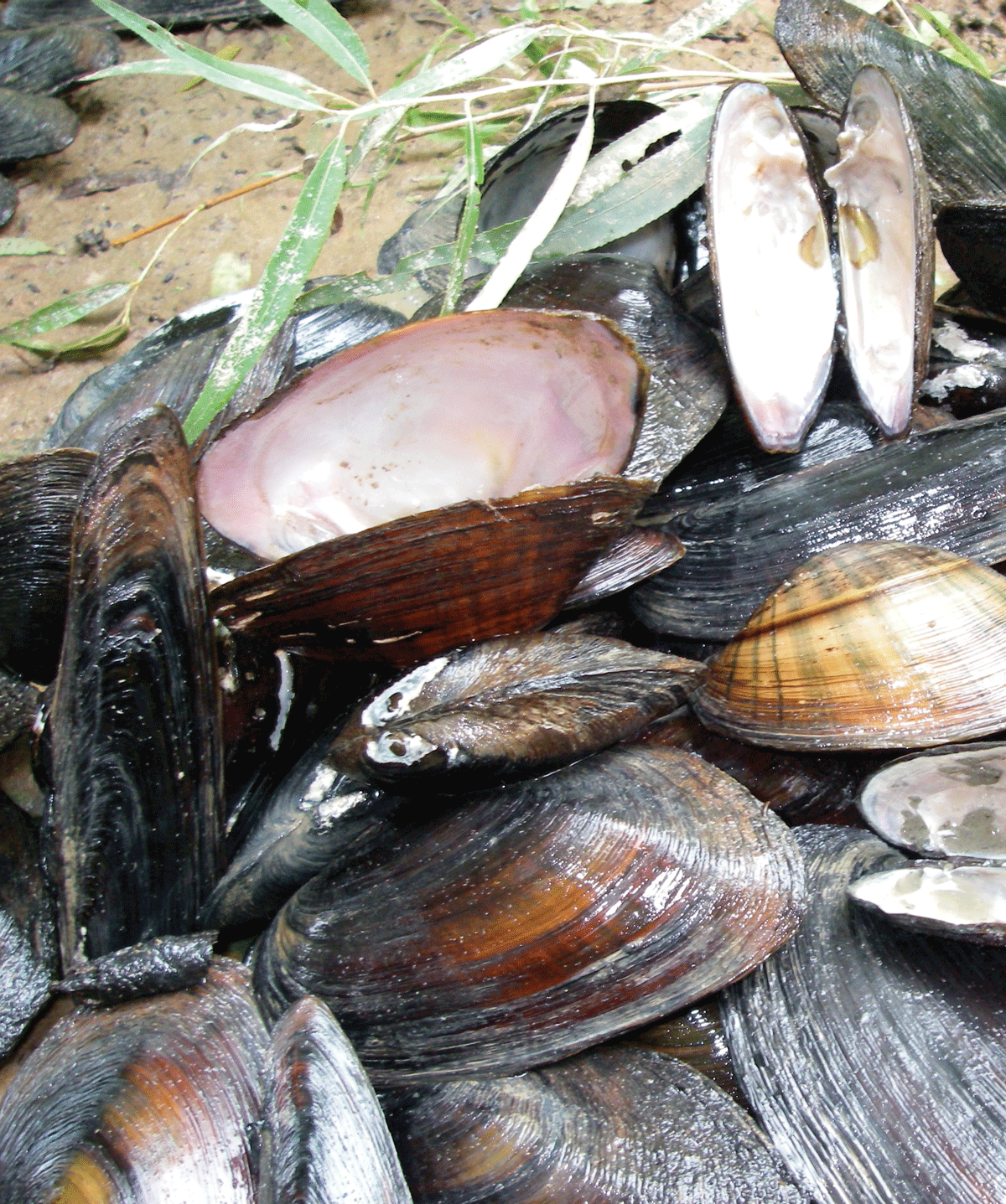An assemblage of native freshwater mussels from the lower Altamaha River, Georgia.