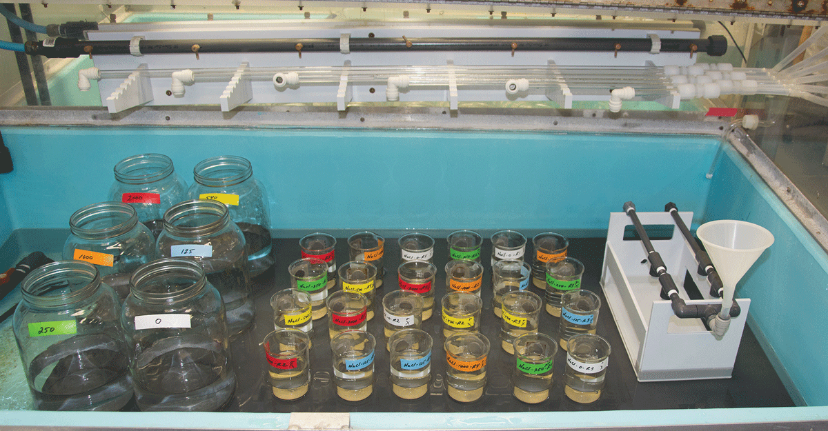 Thirty labeled water samples in small beakers (24) and large jars (6) in a laboratory
                        for a long-term contaminant study.