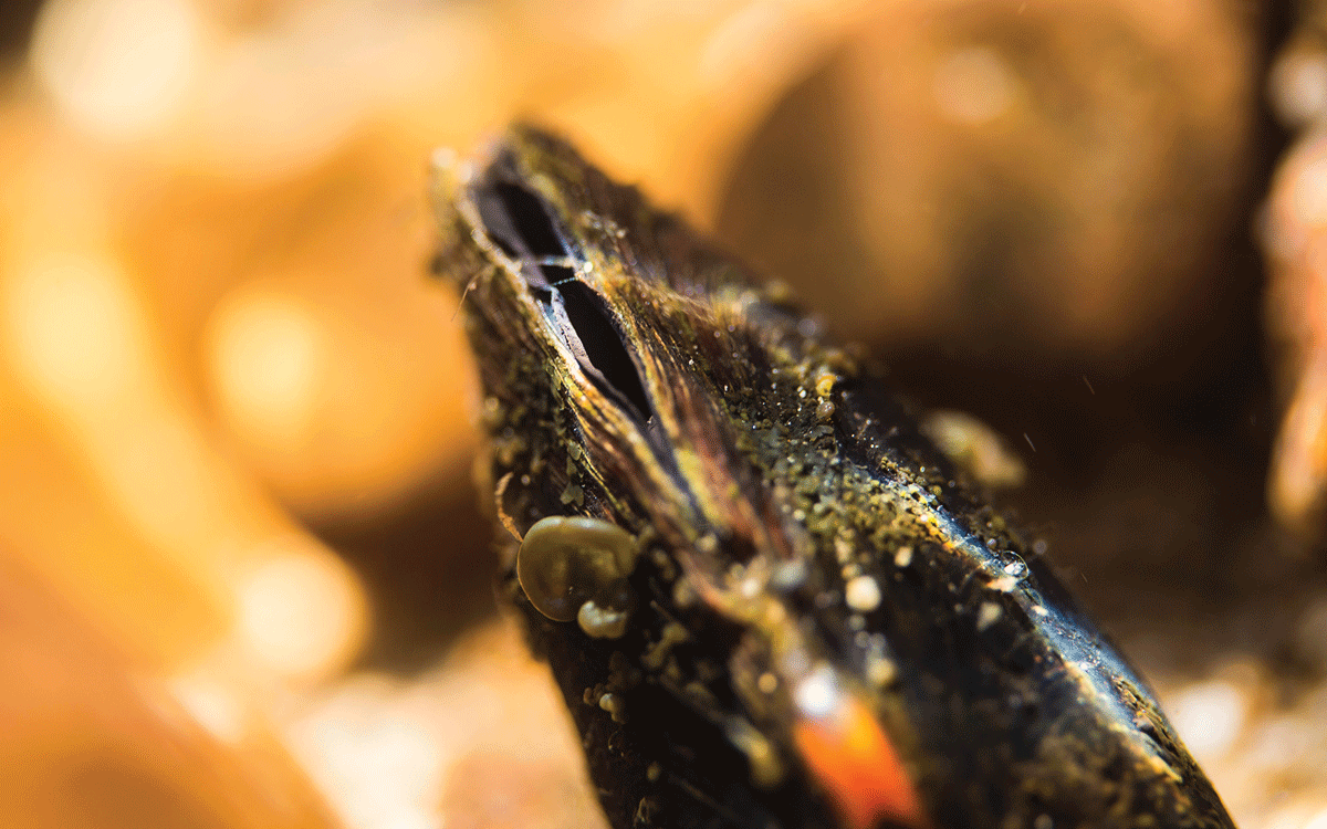 Close-up photo of a Margaritifera falcata mussel in Montana.