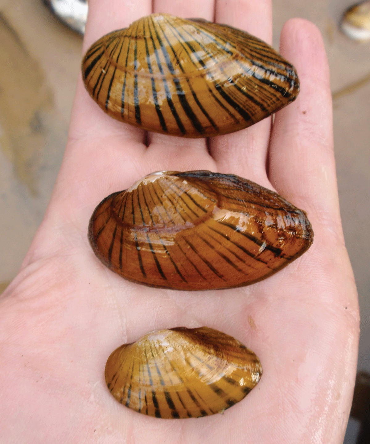 Several Hamiota subangulata mussels (2–3 inches in length) in the hand of a scientist.