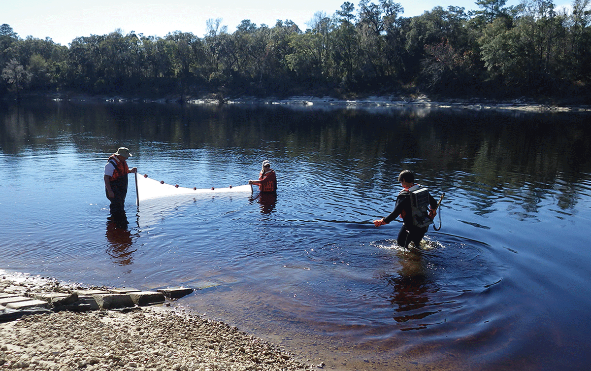 Three researchers using backpack electrofishing and a net to obtain fish for a host
                     suitability study in the Suwannee River, Florida.