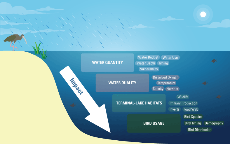Proposed connections between water quantity, water quality, terminal-lake habitats,
                     and bird usage.
