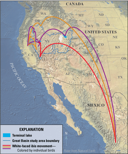 White-faced Ibis (Plegadis chihi) movement through their North American range (example
                           data courtesy of P. Donnelly, U.S. Fish and Wildlife Service, 2023). Map of North
                           America shows several colored lines starting in Mexico and diverging and touching
                           down in various locations throughout the Great Basin. Each line shows the movement
                           of a white-faced ibis during its spring migration.