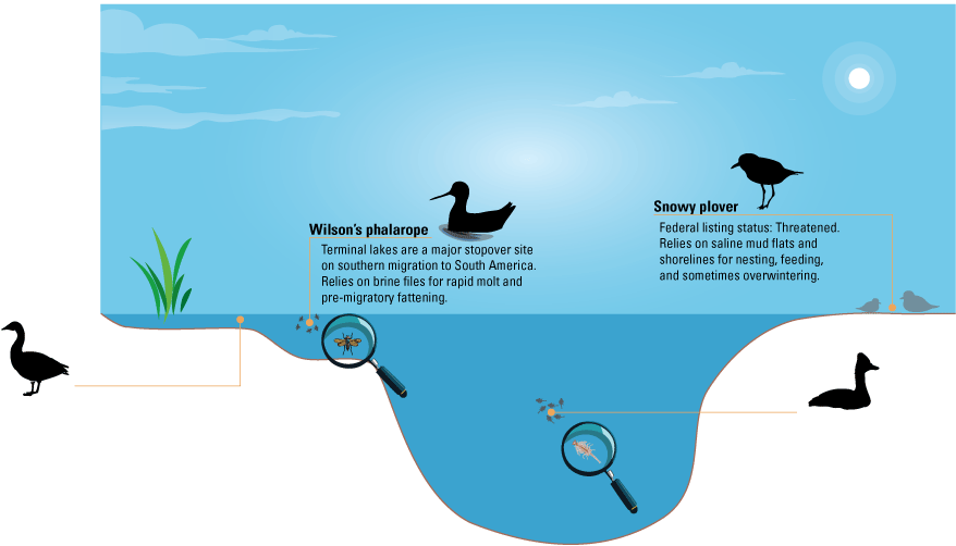 A lake and adjacent wetland with habitat use and life-history information on tule
                           white-fronted goose (Anser albifrons elgasi), Wilson's phalarope (Phalaropus tricolor),
                           snowy plover (Charadrius nivosus), and eared grebe (Podiceps nigricollis). The tule
                           white-fronted goose is a California species of special concern. These geese use only
                           Summer Lake wetlands for migratory stopovers. Wilson's phalaropes use many Great Basin
                           terminal lakes during migration to South America. During their rapid molt and pre-migratory
                           fattening life stages, they rely on brine flies for food. Snowy plovers are listed
                           as a threatened species under the Endangered Species Act. They rely on terminal lake
                           mudflats and shorelines for their nesting, feeding, and sometimes overwintering activities.
                           Eared grebes rely on brine shrimp and alkali flies produced by Great Basin terminal
                           lakes. More than 99 percent of the North American population relies on this food source
                           during the fall months.
