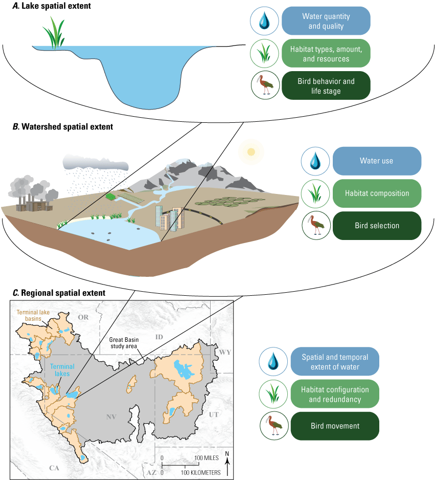 Lake, watershed, and regional spatial extents and water availability, habitat, and
                        bird foci at each extent. Lake spatial extent is the open water part of the lake and
                        adjacent aquatic environments. Water availability foci at this extent are related
                        to water quality. Habitat foci are related to the types, amount, and resources at
                        lake habitats. Bird foci are evaluation of bird behavior and life stages. Watershed
                        spatial extent includes all water that exists within the defined watershed. Water
                        availability foci are related to natural and human water use. Habitat foci are composition,
                        including species diversity and distribution. Bird foci are selection—or how the birds
                        use the watershed. Regional spatial extent is the Great Basin study area. Water availability
                        foci are related to the spatial distribution and timing of water inflows. Habitat
                        foci are related to how habitats are configured and repeated across the region. Bird
                        foci are related to how birds move throughout the region.