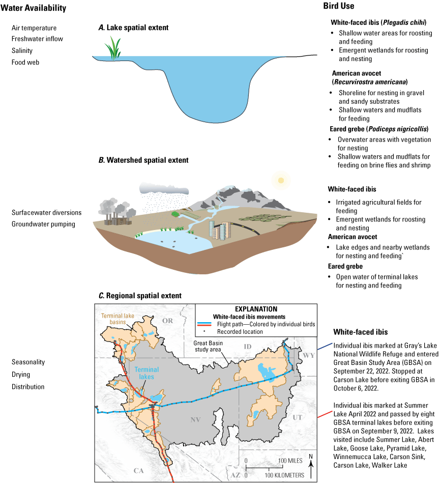 Lake, watershed, and regional spatial extents that include details on water availability
                        and bird use based on the foci of each extents. Diagrams present details on how three
                        bird species—white-faced Ibis (Plegadis chihi), American avocet (Recurvirostra americana),
                        and eared grebe (Podiceps nigricollis)—use habitats across each of the three spatial
                        extents. At the lake spatial extent, water-quality details include air temperature,
                        freshwater inflow, and salinity, on which the food web is dependent. White-faced ibis
                        use this extent for roosting, feeding, and nesting. American avocet and eared grebe
                        use this extent for feeding and nesting. At the watershed spatial extent, water-use
                        details include surface-water diversions and groundwater pumping. White-faced ibis
                        use this extent for feeding, roosting, and nesting. American avocet and eared grebe
                        use this extent for feeding and nesting. At the regional spatial extent, water-availability
                        details include seasonality, drying, and distribution. Two individual white-faced
                        ibis movements were recorded in 2022. One individual traversed the Great Basin from
                        east to west, stopping at one terminal lake. The other individual traversed the region
                        from north to south, visiting eight terminal lakes.