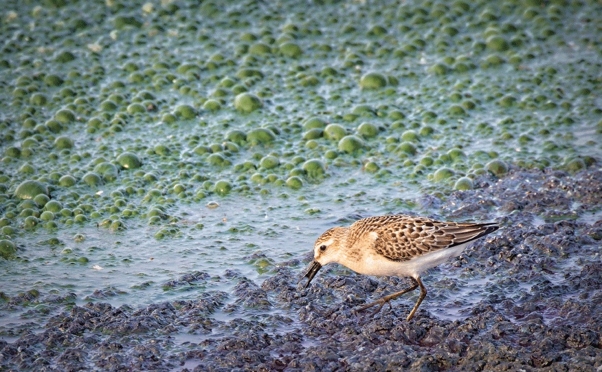The bird is in the foreground, and the bubbling algal bloom is covering the water
                        visible behind the bird.