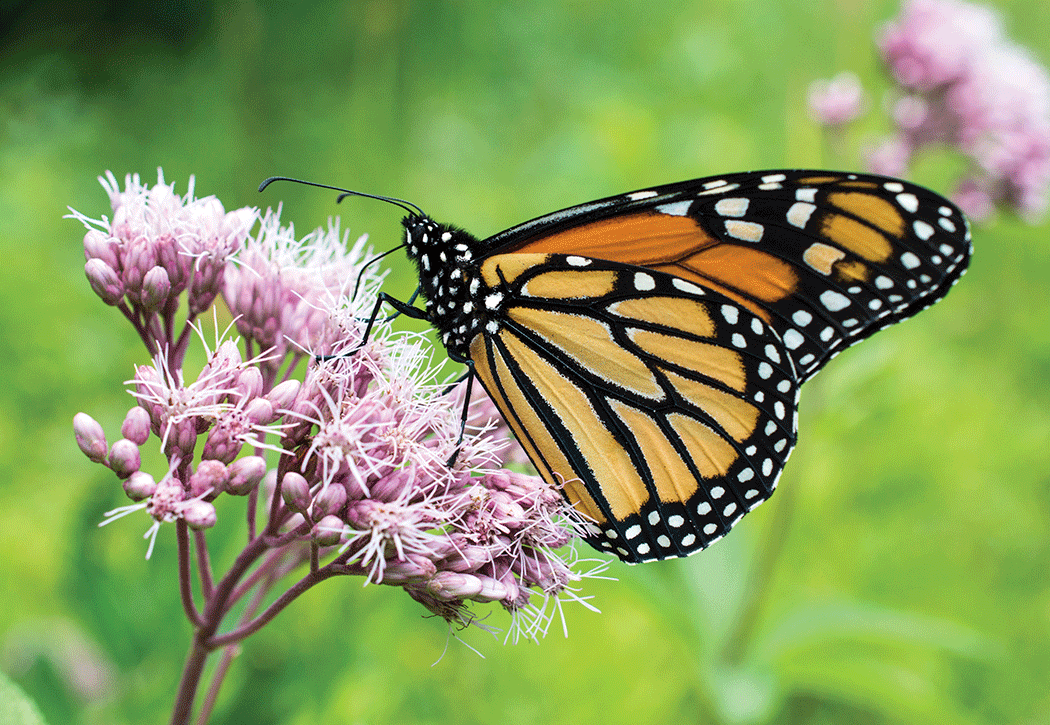 A black and orange monarch butterfly sits on a purple flower head.