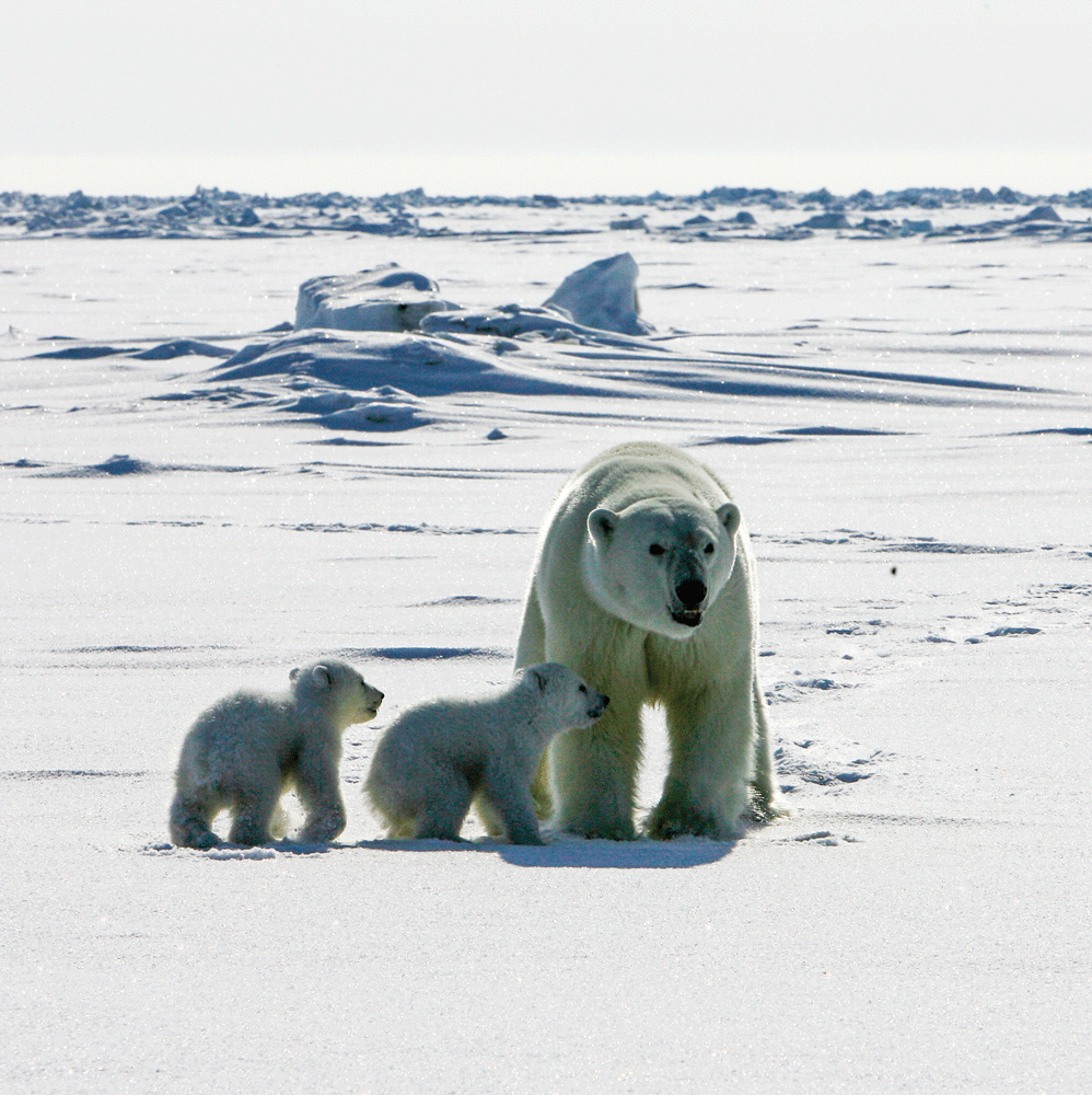 Two small cubs are close to the mother polar bear on sparkling ice that has smooth
               and rough spots.