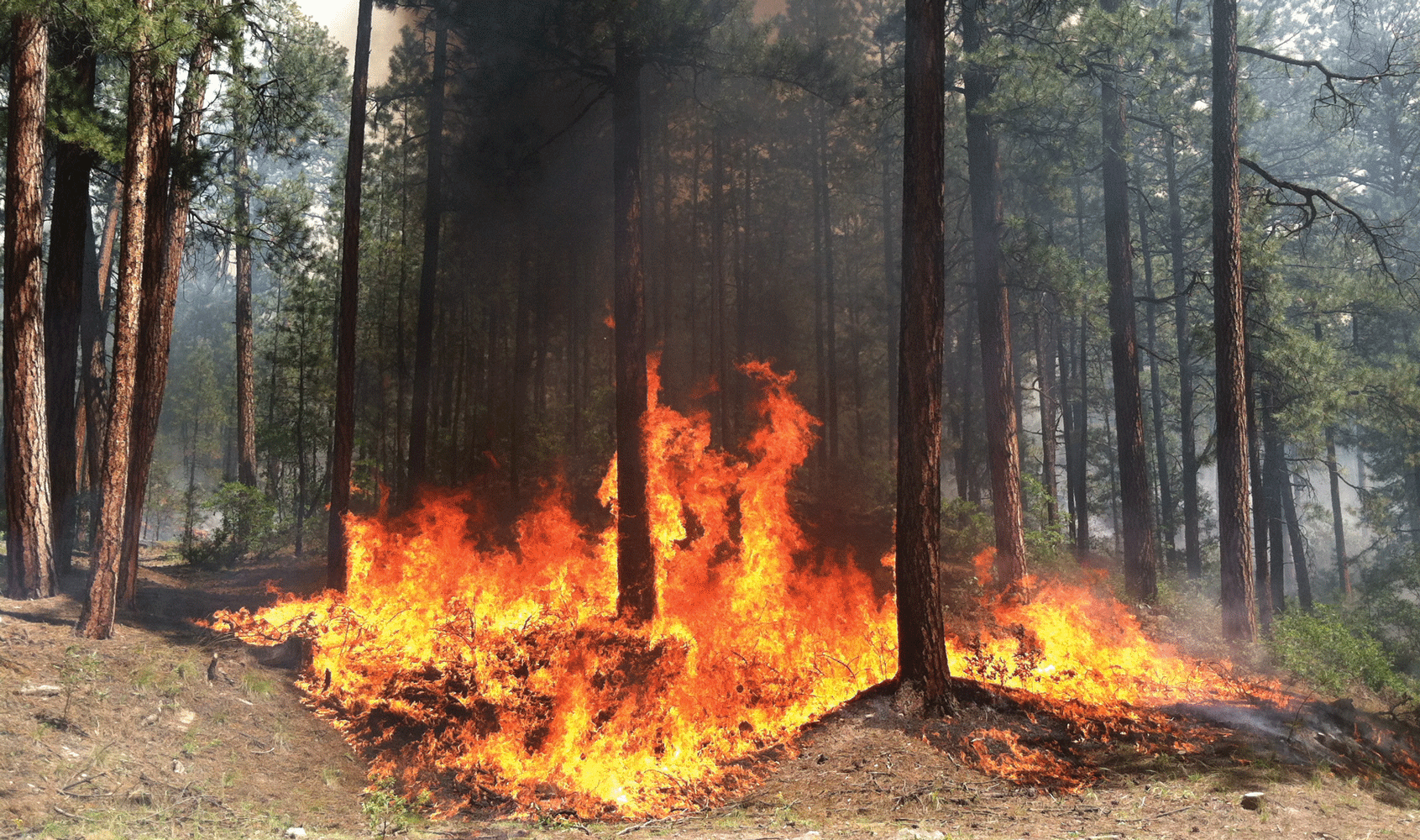 Flames on the ground rise and scorch some tree trunks, but the tree tops are green.