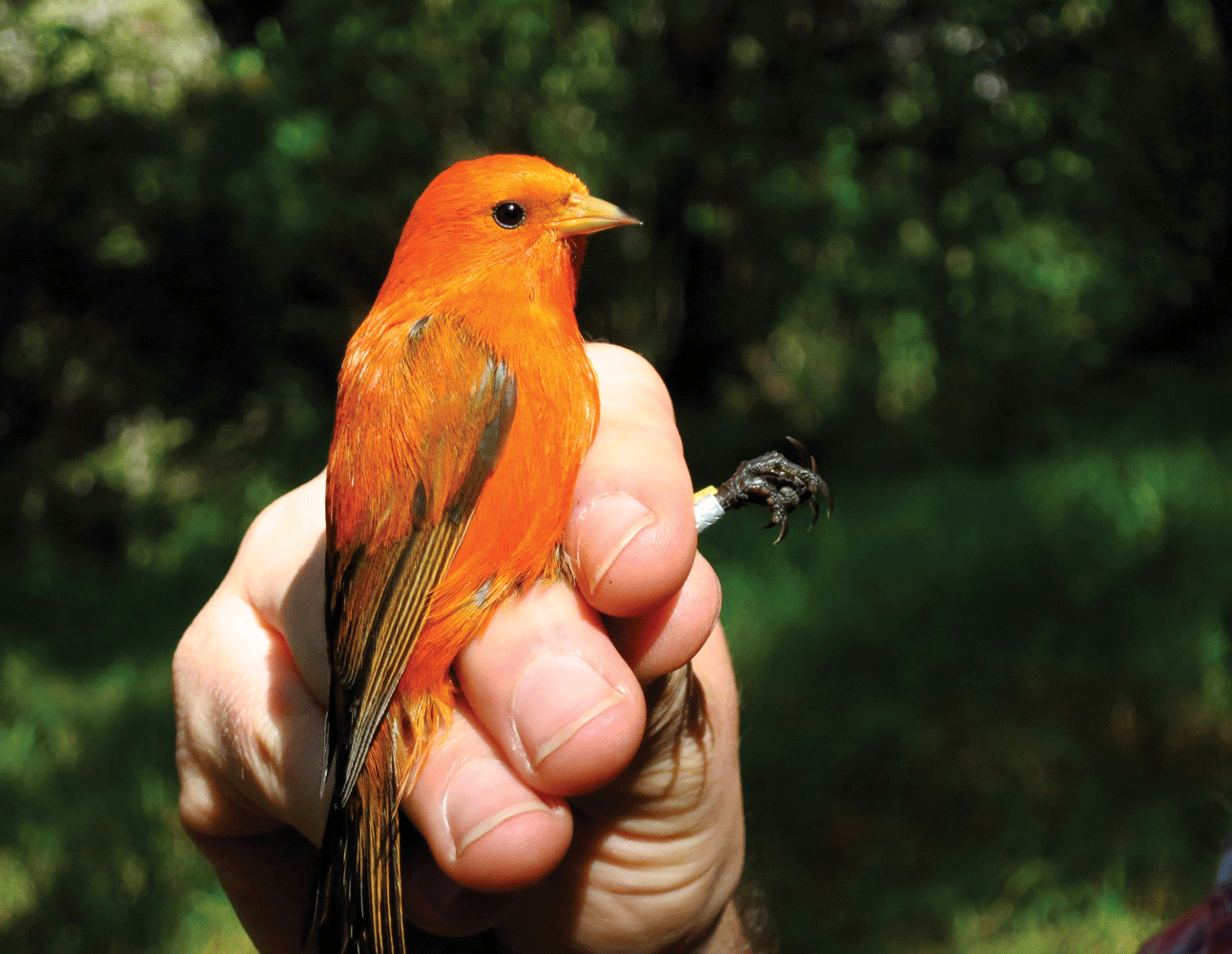 A person holds a bright orange male bird by its banded legs..