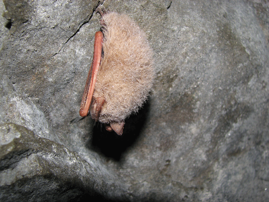 A bat hanging from the ceiling of a cave. 