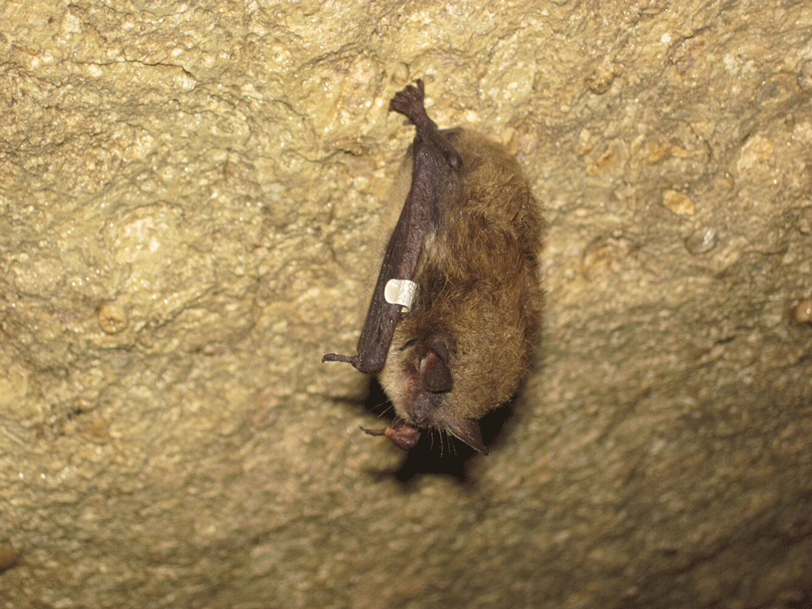 A bat hanging from the ceiling of a cave. A band is visible on its wing.