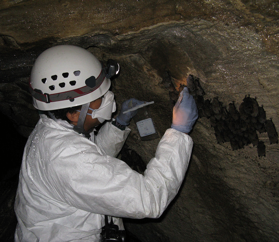 A researcher in protective equipment reaches toward bats on a cave wall.