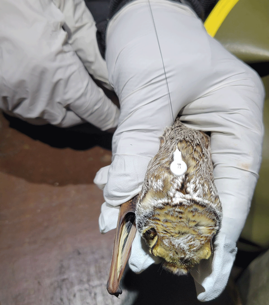 Hoary bat with a tag on its back being held in the hand of a researcher.