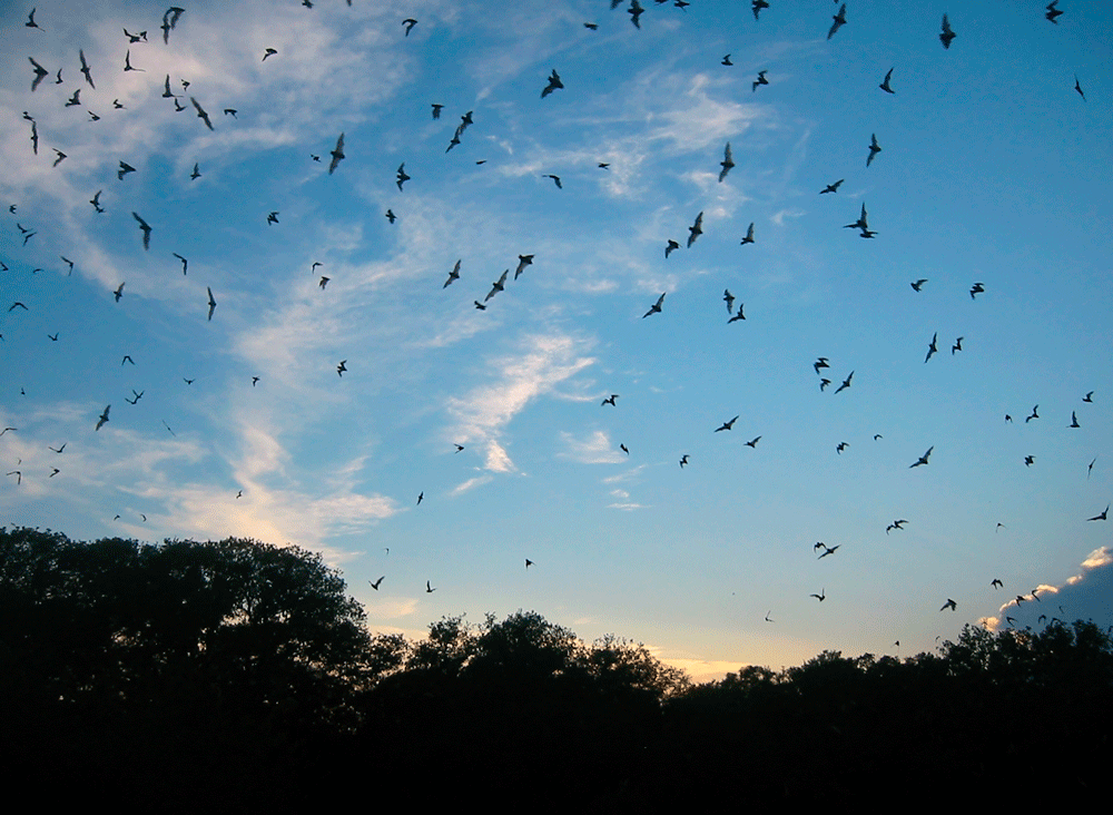 Many bats flying in the sky.