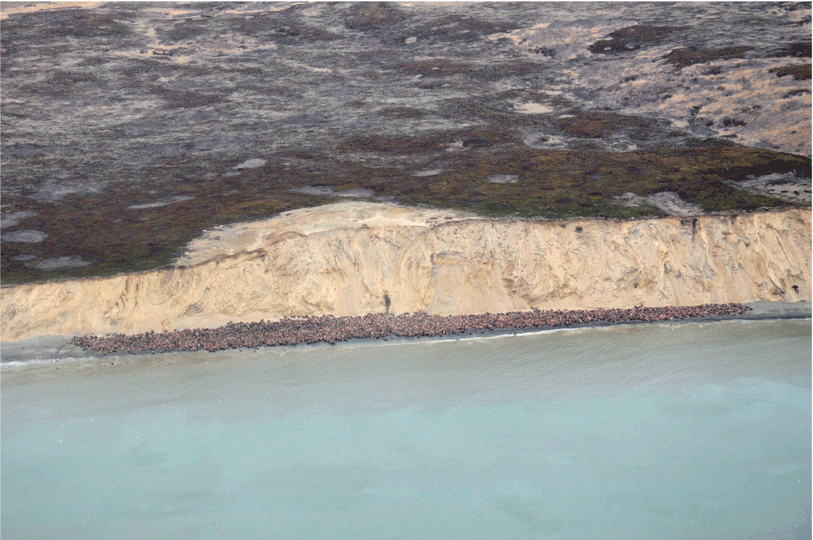 A wide cliff in the background and a beach covered by walruses and water in the foreground.