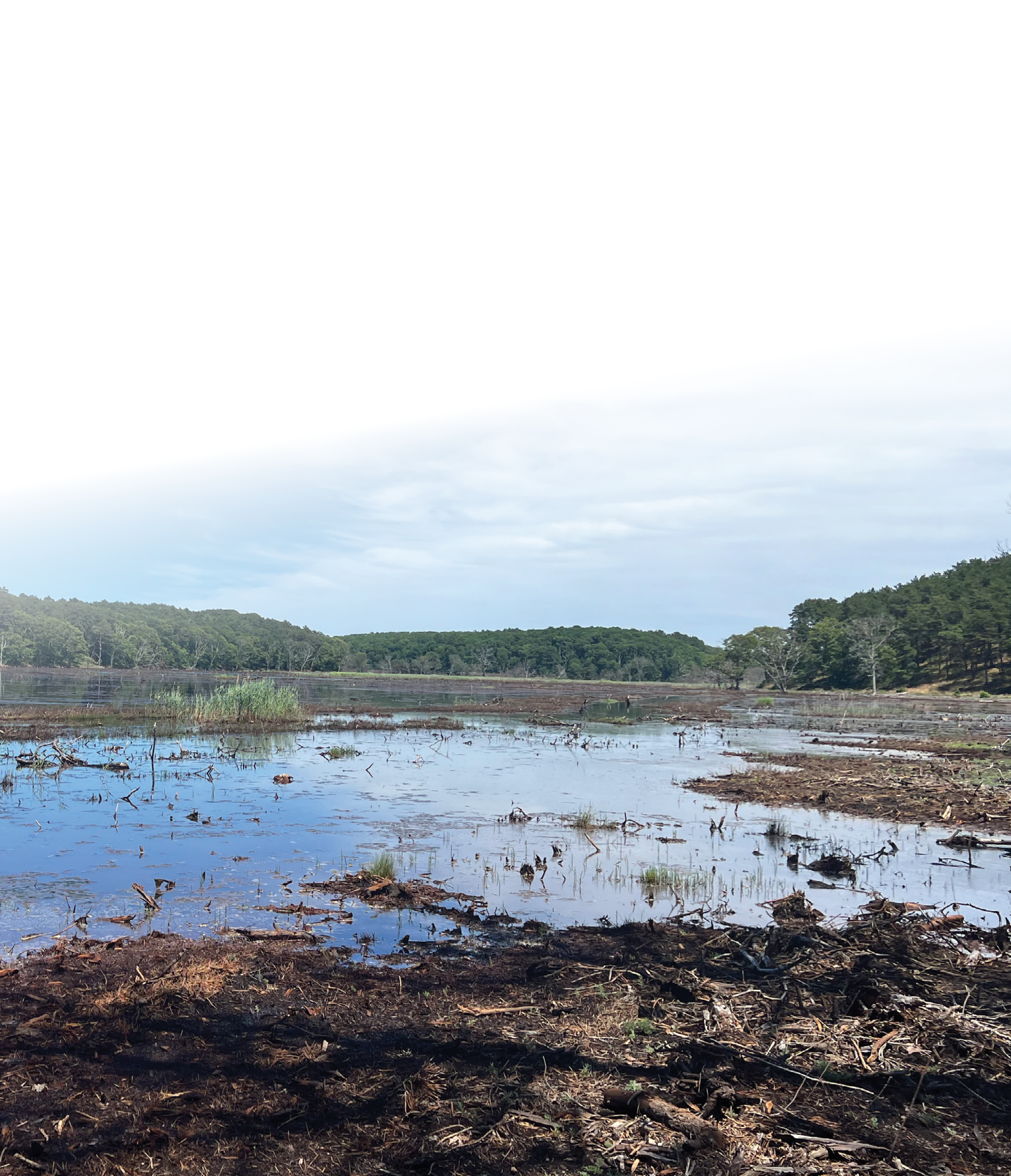 The middle of the photograph is mostly water interspersed by many small areas of wetland
vegetation. The nearshore ground appears wet and fibrous. The distant shore is covered
by trees.