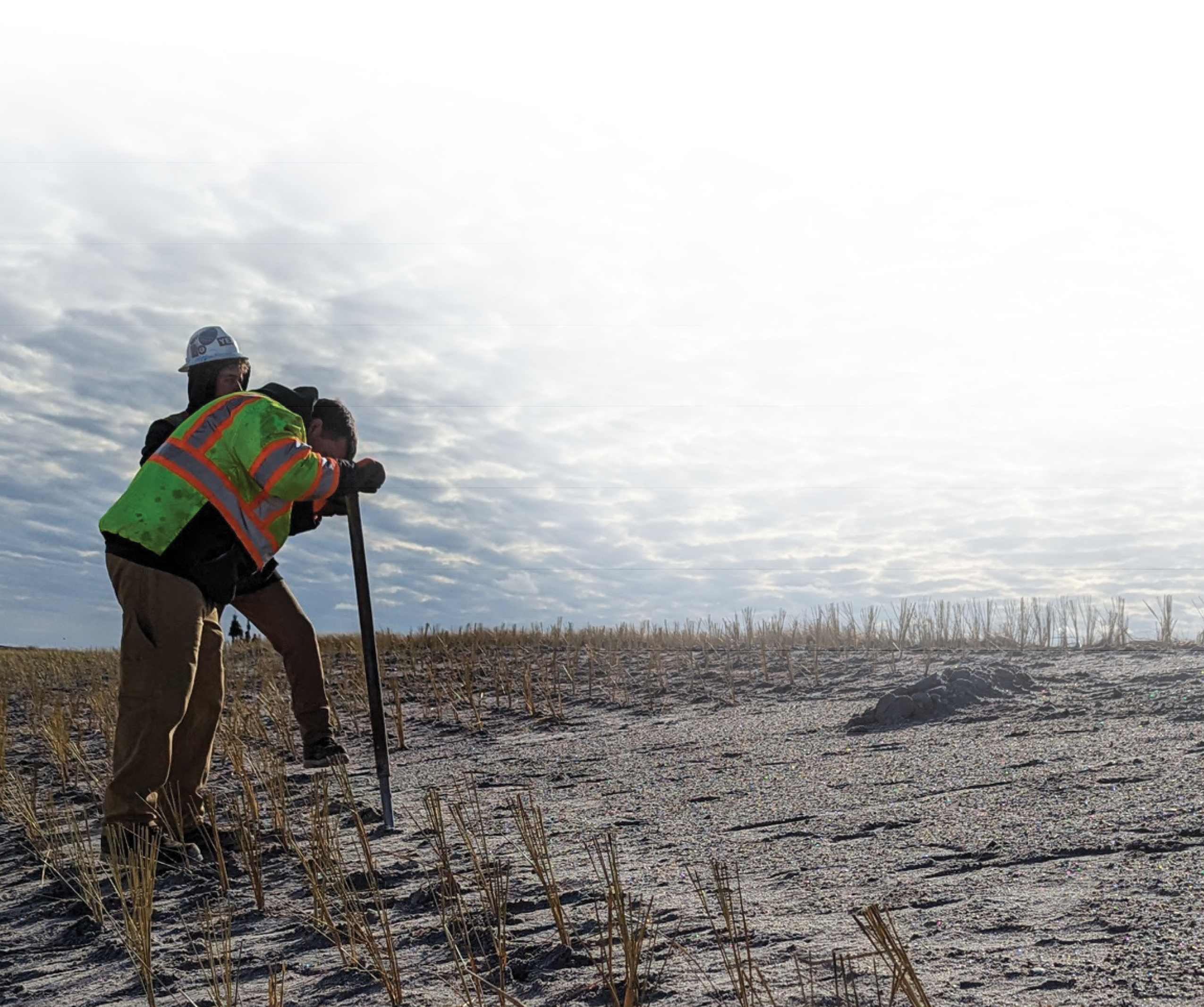 Bunches of dune grass appear to extend each about 1 foot up from small mounds of sand
that are evenly spaced along the berm.
